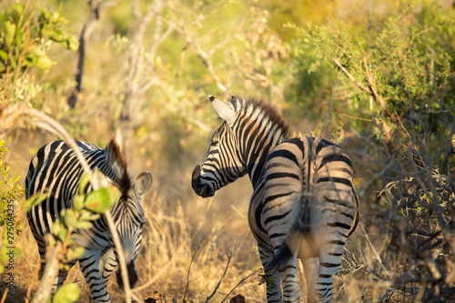 Zebra at sunset.