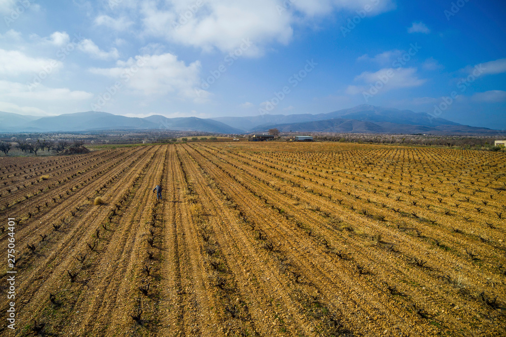 Aerial view of a vineyard during a winter sunny day and a man working on it- Drone Image