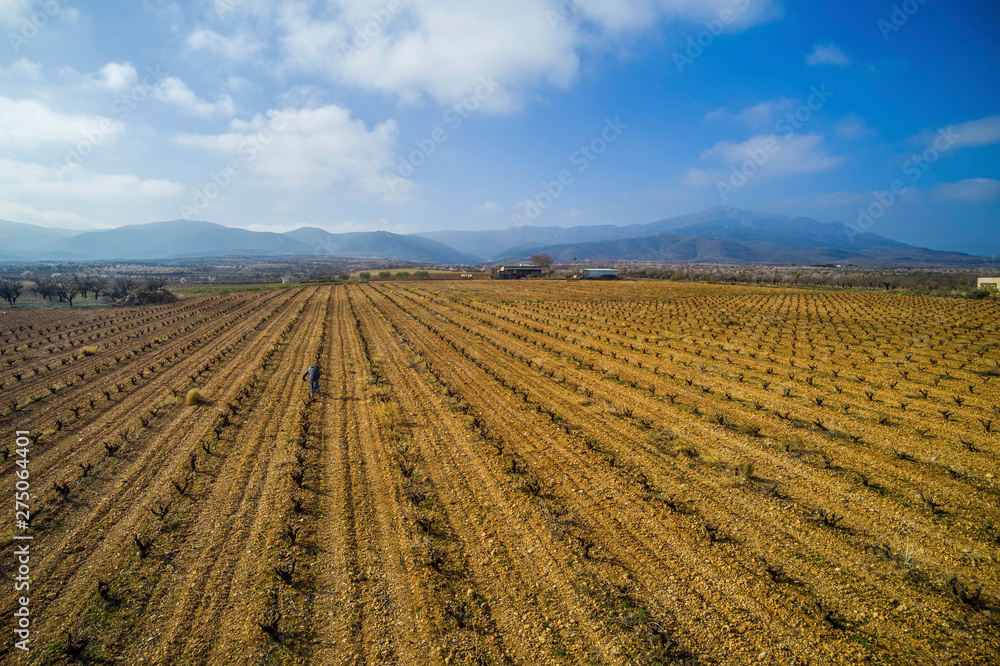 Aerial view of a vineyard during a winter sunny day and a man working on it- Drone Image Aerial view of a vineyard during a winter sunny day and a man working on it- Drone Image