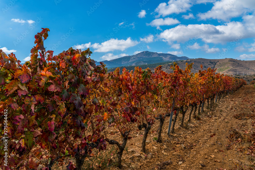 Panoramic photo of a vineyard in autumn during a sunny day with some clouds in the blue sky - Image