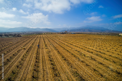 Aerial view of a vineyard during a winter sunny day and a man working on it- Drone Image