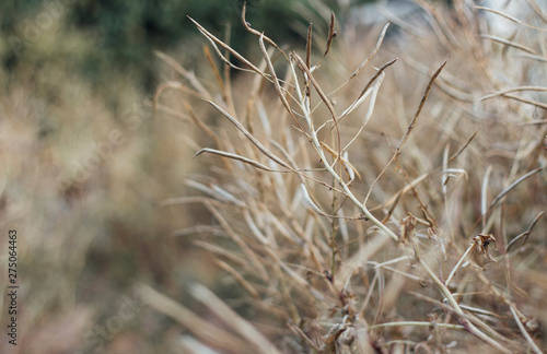 Fall stress melancholy old grass 