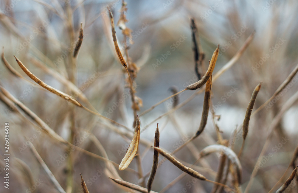 Fall stress melancholy old grass Fall stress melancholy old grass