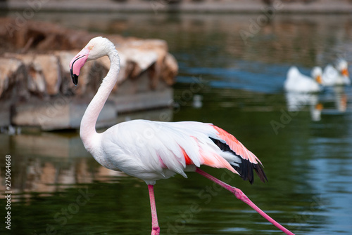 Pink flamingo with its white and reddish feathers, and pink beak, to drink in a lake