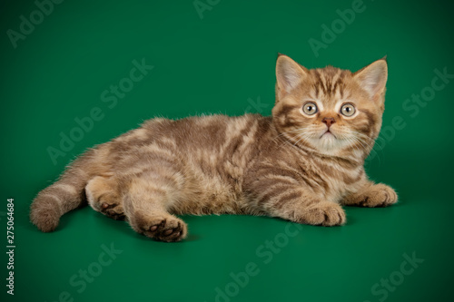 Scottish straight shorthair cat on colored backgrounds © Aleksand Volchanskiy