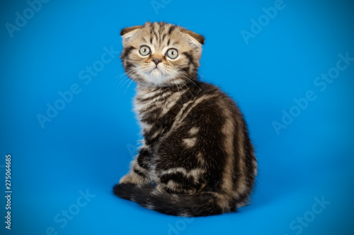 Scottish fold shorthair cat on colored backgrounds © Aleksand Volchanskiy