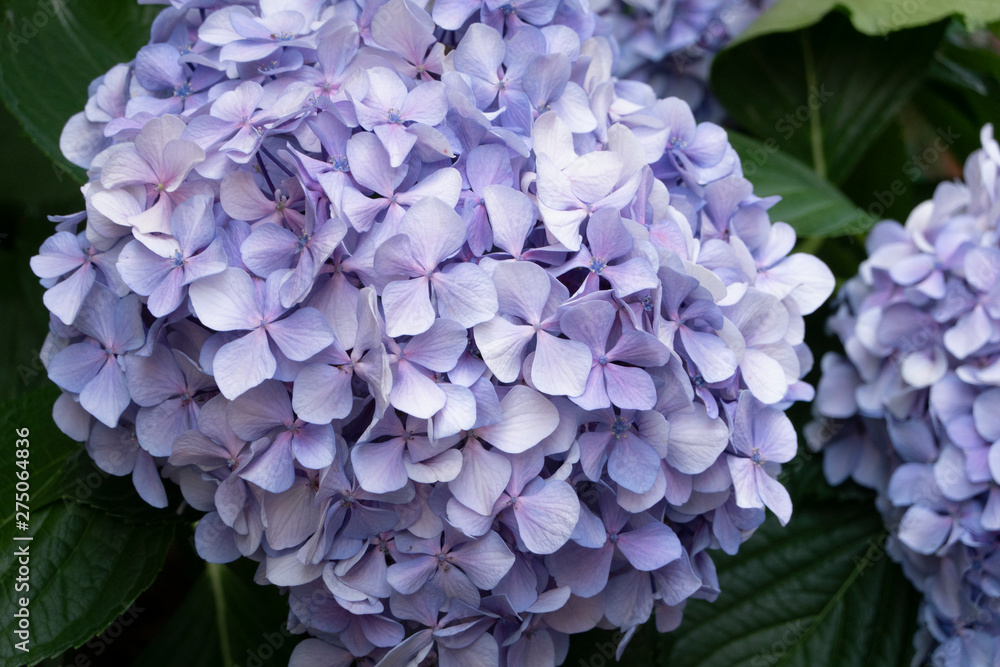 紫陽花 紫陽花