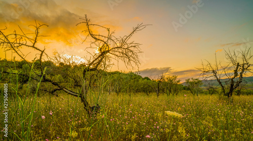 Panoramic picture on an olive trees field with some purple flowers during a sunny spring day in Spain - Image