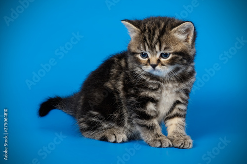 Scottish straight shorthair cat on colored backgrounds