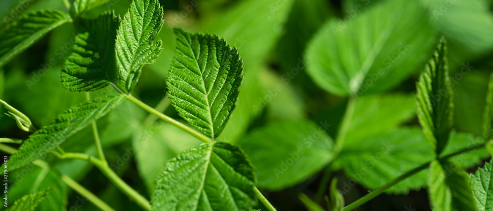 Panoramic floral background, texture with nettle leaves Panoramic floral background, texture with nettle leaves
