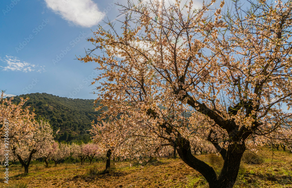 blooming field of cherry trees with withe flowers during a spring sunny day - Image blooming field of cherry trees with withe flowers during a spring sunny day - Image