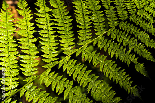 Mystical background - lit branch of fern on a dark background close up