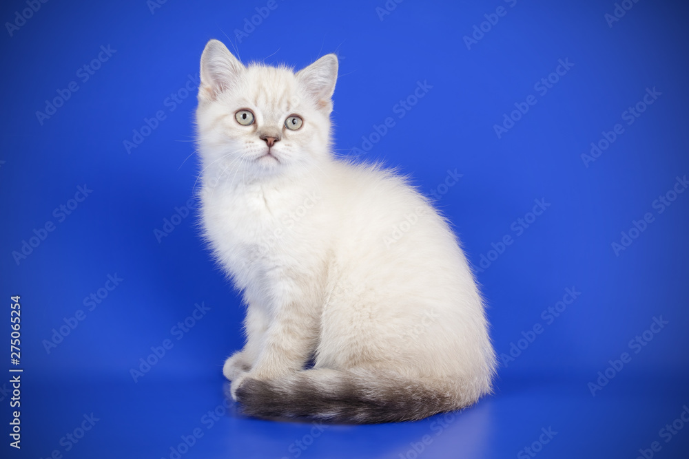 Fototapeta premium Scottish straight shorthair cat on colored backgrounds