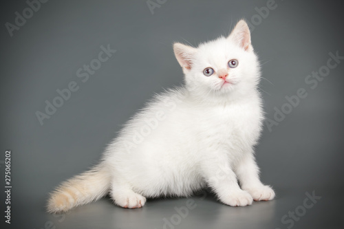 Scottish straight shorthair cat on colored backgrounds