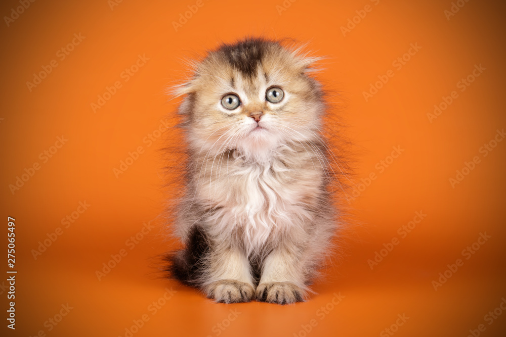 Fototapeta premium Scottish fold longhair cat on colored backgrounds