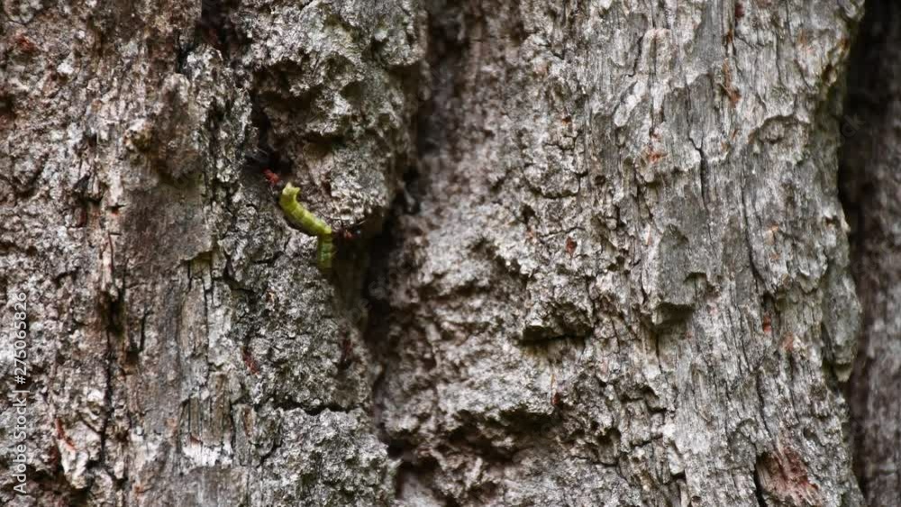 Ants do teamwork with worm carrying up to old oak tree trunk. Co-working is power! Ants do teamwork with worm carrying up to old oak tree trunk. Co-working is power!