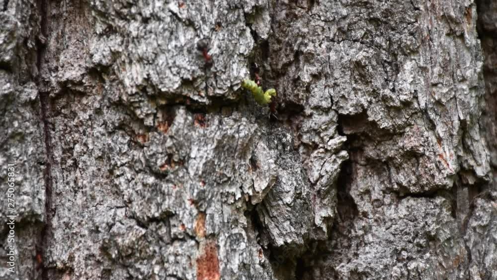 Ants do teamwork with worm carrying up to old oak tree trunk. Co-working is power!