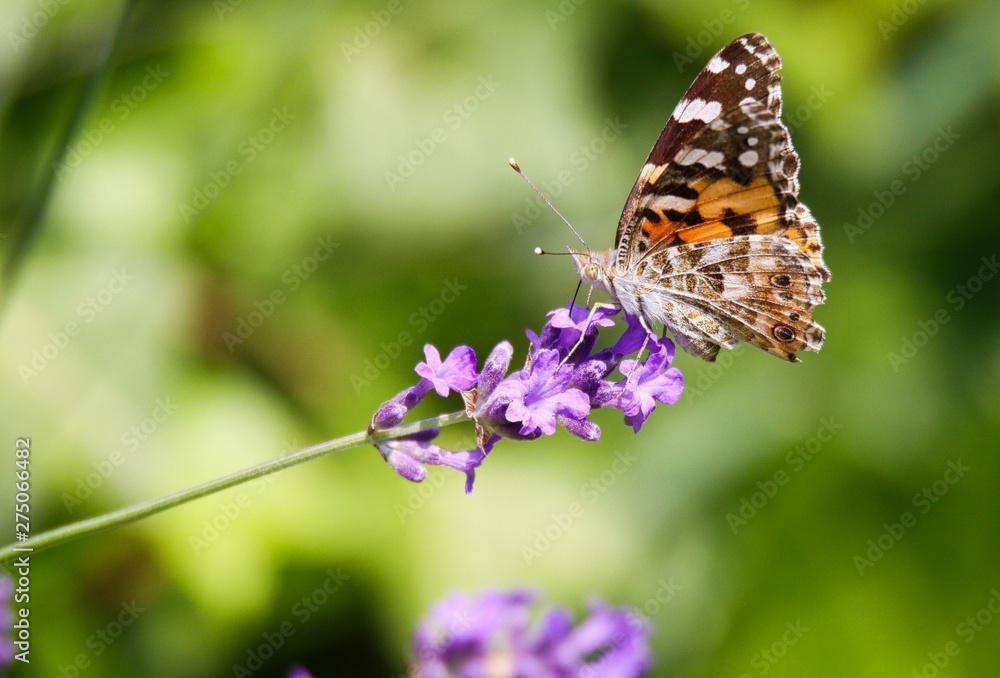 Close up of orange and black butterfly (Nymphalis polychloros) on lilac lavender flower with blurred green background Close up of orange and black butterfly (Nymphalis polychloros) on lilac lavender flower with blurred green background