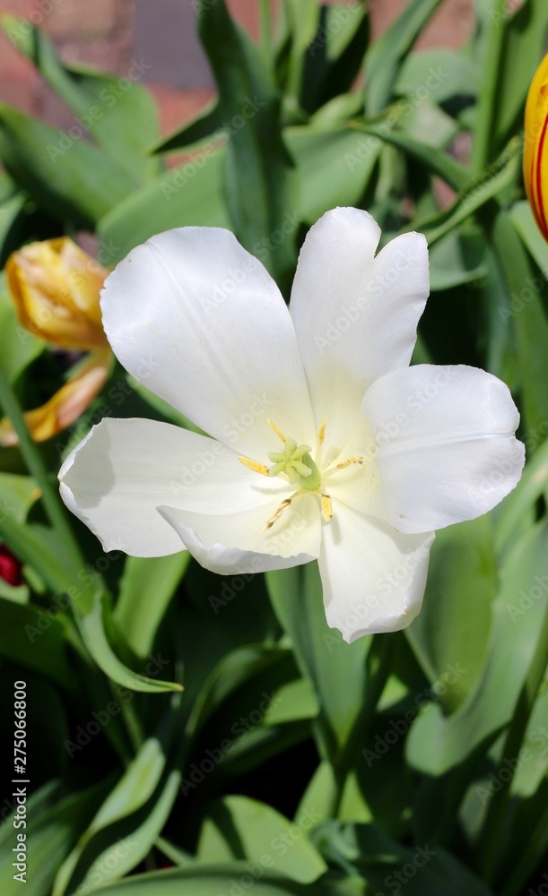 A close view of the white flower in the garden. A close view of the white flower in the garden.