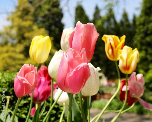 A close view of the colorful tulips in the springtime garden.