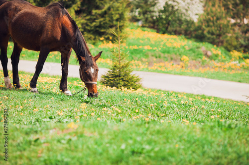 Horse grazing in a field. Sunny day.  © Daria Sol