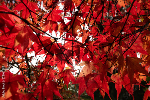 leaves of tree in autumn