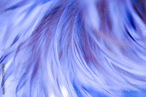 Fluffy of colorful chickens feather texture for background