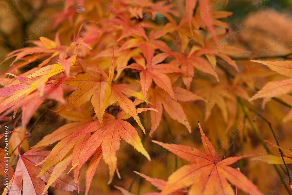 red autumn leaves red autumn leaves