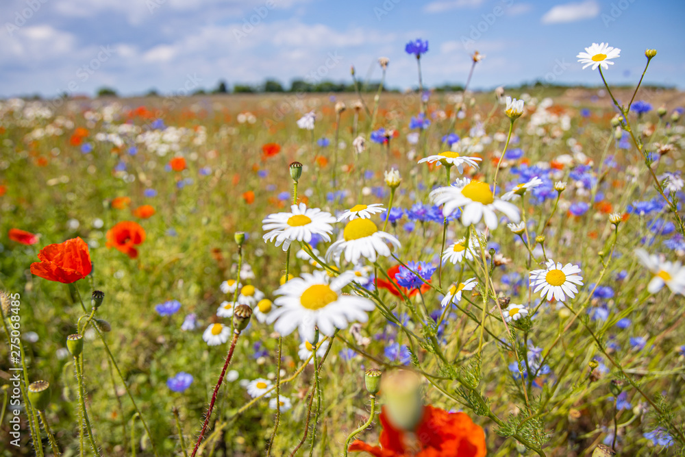 Abundance of blooming wild flowers on the meadow at spring time