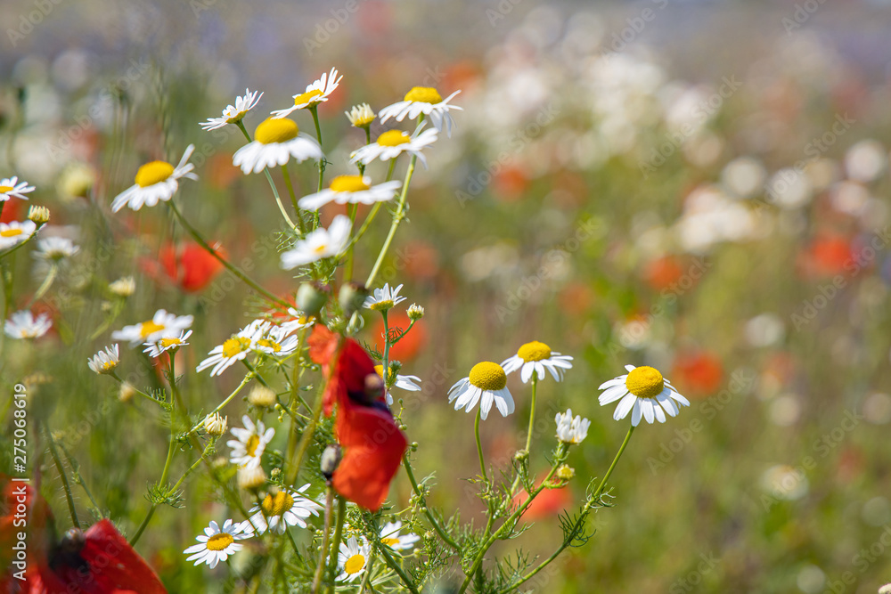 Abundance of blooming wild flowers on the meadow at spring time