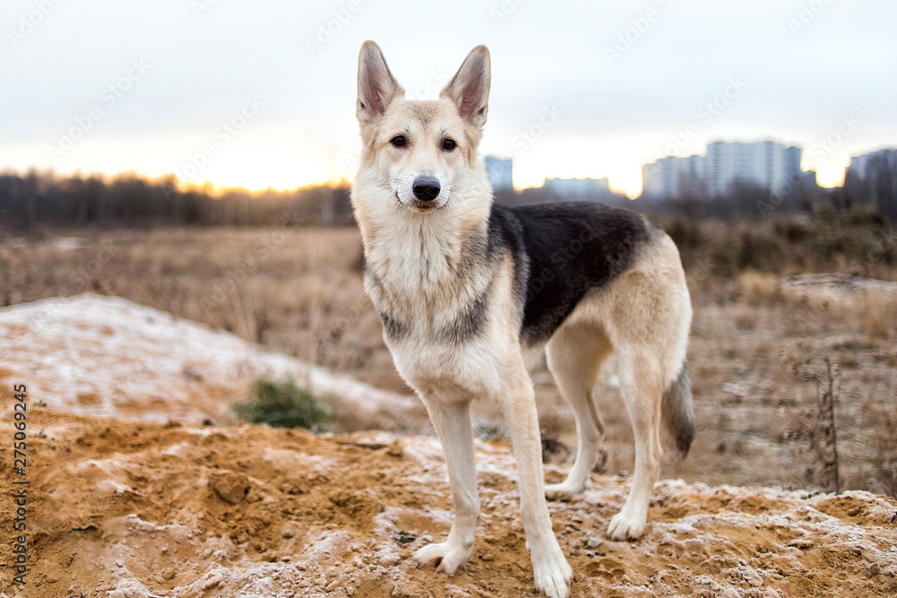 Portrait of cute mixed breed husky dog walks on autumn meadow