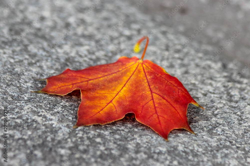 Solitary yellow-red maple leaf on the ground. Photo with selective focus Solitary yellow-red maple leaf on the ground. Photo with selective focus