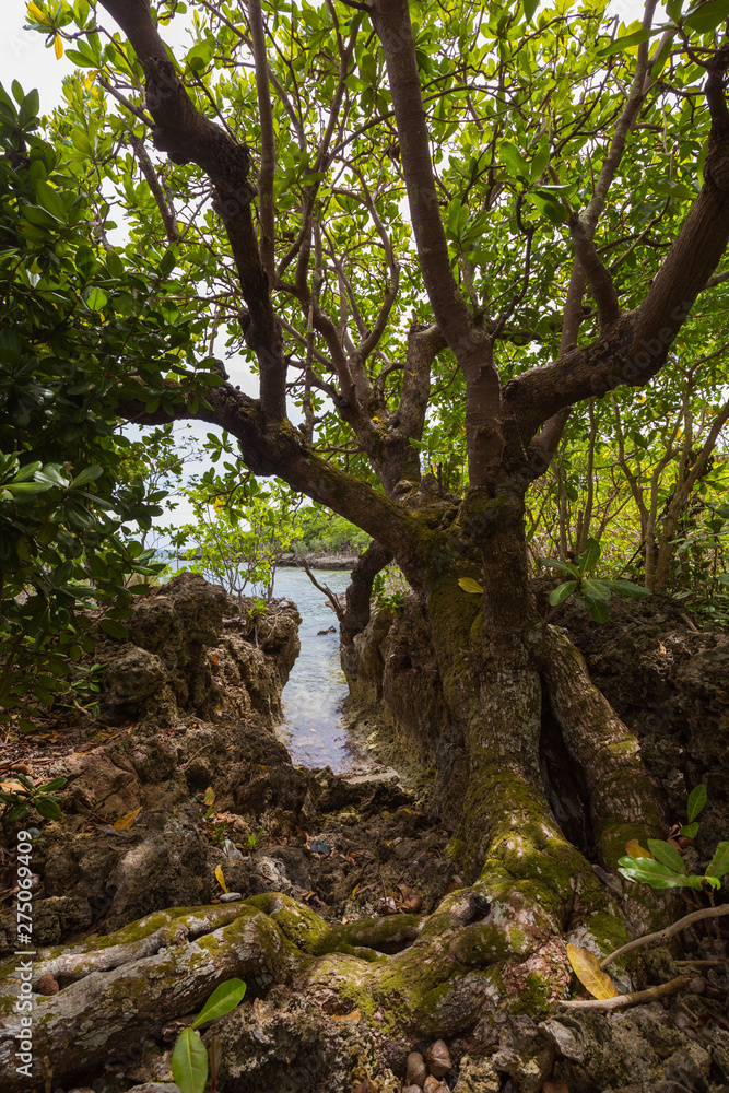 old tree with leafs and roots at a lagune and rocky coastline a tropical landscape scene