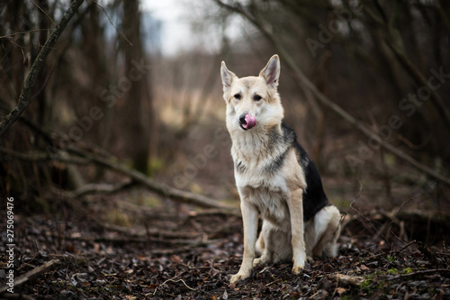 Portrait of cute mixed breed husky dog walks on autumn meadow