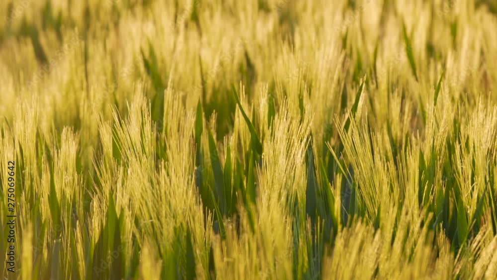 Golden wheat field in sunset sun at summer time. Perfect nature background Golden wheat field in sunset sun at summer time. Perfect nature background