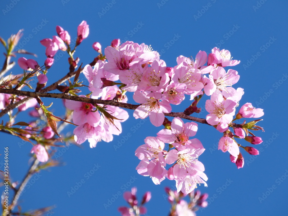 cherry tree blossom