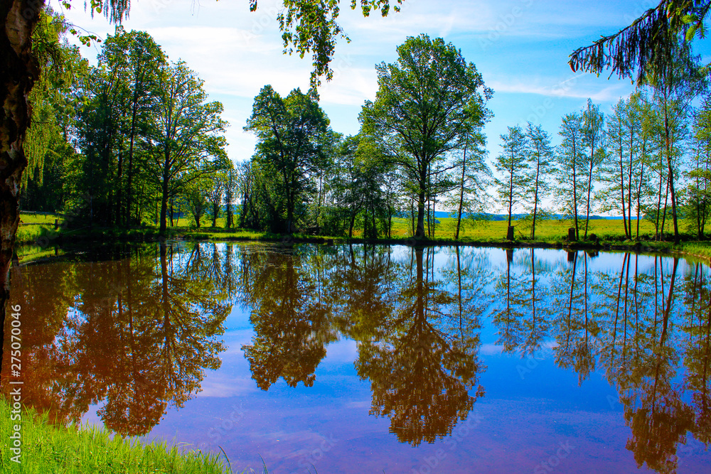 Obraz premium reflection of trees in water