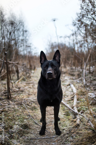 Portrait of cute mixed breed black dog walking on autumn meadow. © Alexandr