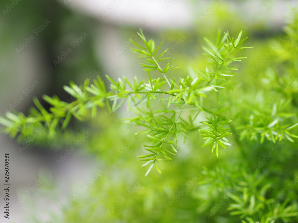 selection of focus Green leave beautiful blurred nature selection of focus Green leave beautiful blurred nature