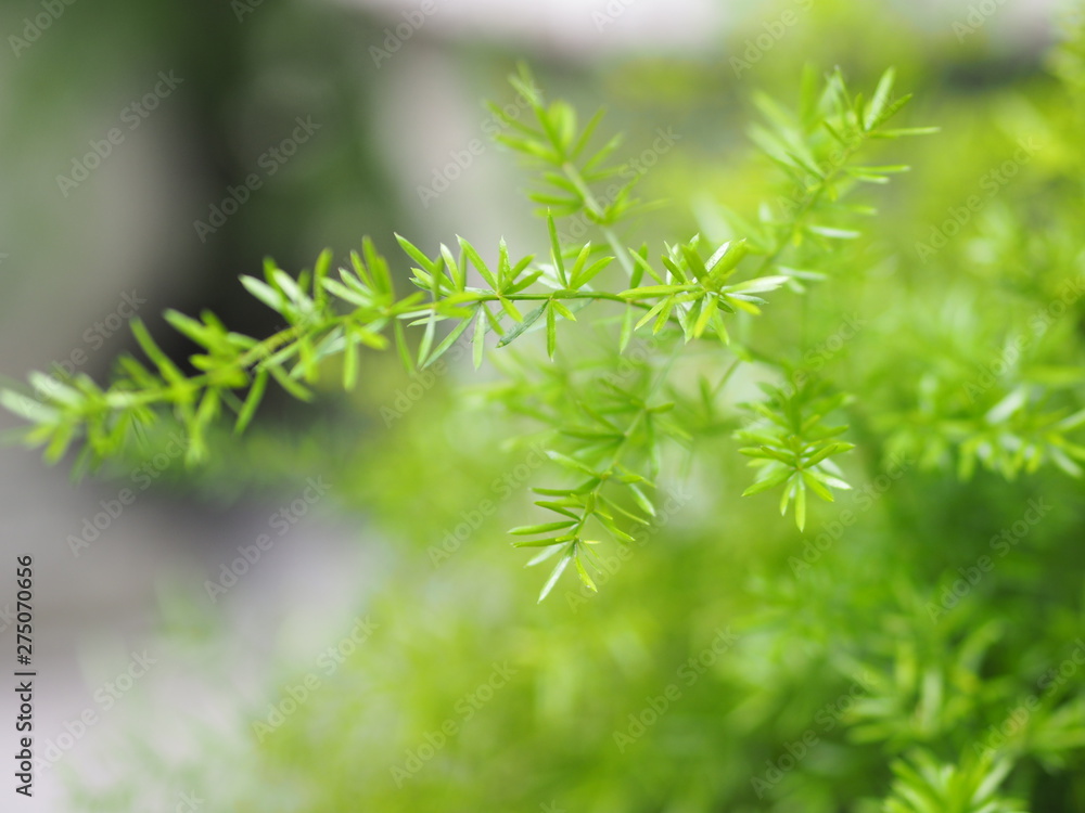 selection of focus Green leave beautiful blurred nature selection of focus Green leave beautiful blurred nature