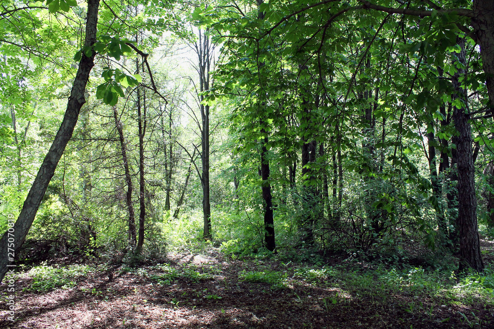 path in the forest