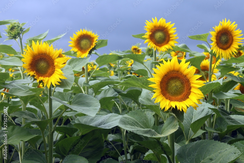 Beautiful yellow sunflower against sky close up Beautiful yellow sunflower against sky close up
