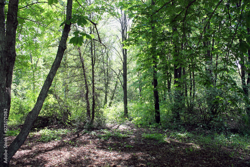 path in the forest path in the forest