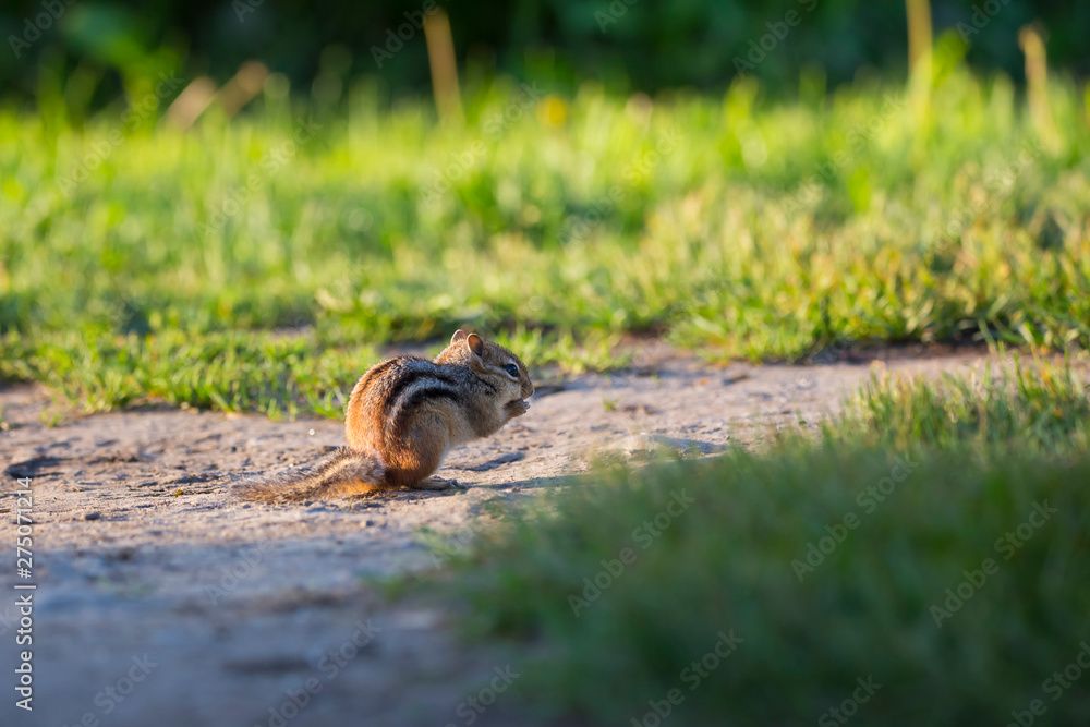 Adorable backlit eastern chipmunk crouching in profile eating at dawn, Léon-Provancher Marsh, Neuville, Quebec, Canada Adorable backlit eastern chipmunk crouching in profile eating at dawn, Léon-Provancher Marsh, Neuville, Quebec, Canada