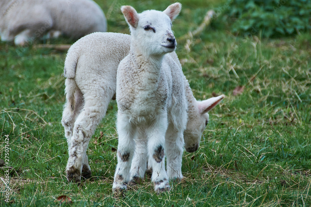 Spring new born lambs photographed in Buckinghamshire in the UK Spring new born lambs photographed in Buckinghamshire in the UK