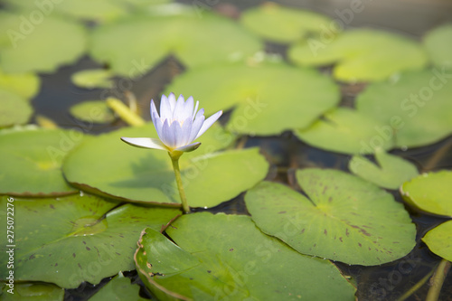 closeup of young single petal water lily in pond.