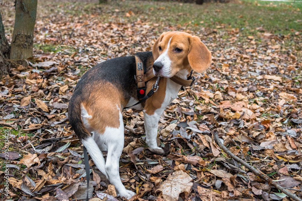 A smart beagle puppy on a walk in the city Park. Tricolor Beagle puppy is watching a peaceful autumn landscape.