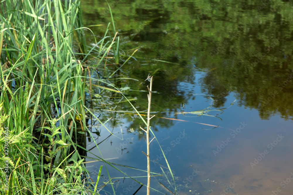 view of the water of the river from the green bank in summer view of the water of the river from the green bank in summer