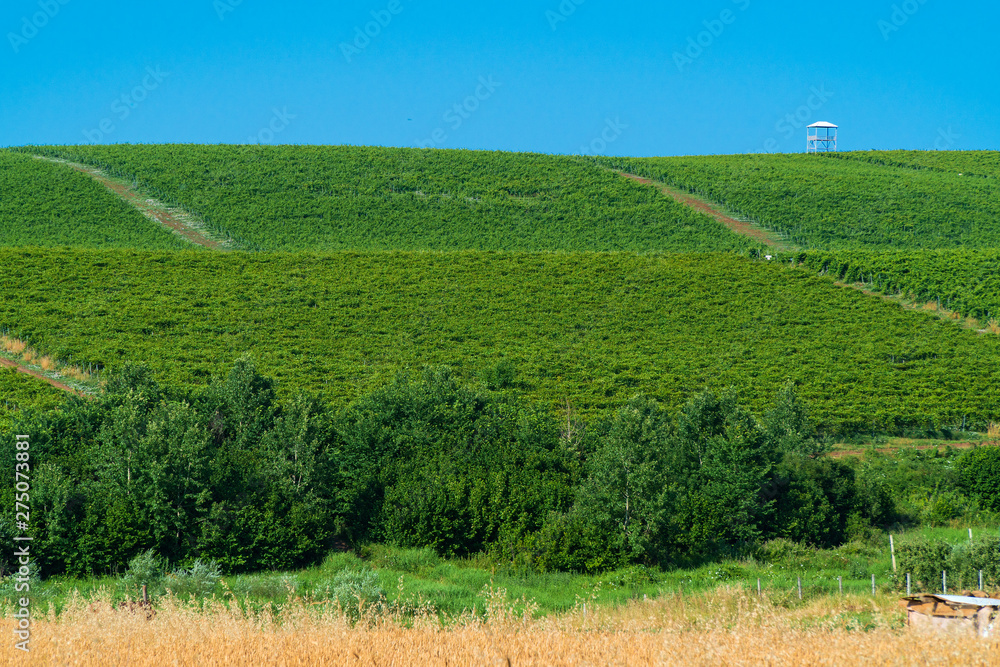 Farm fields with green vineyards