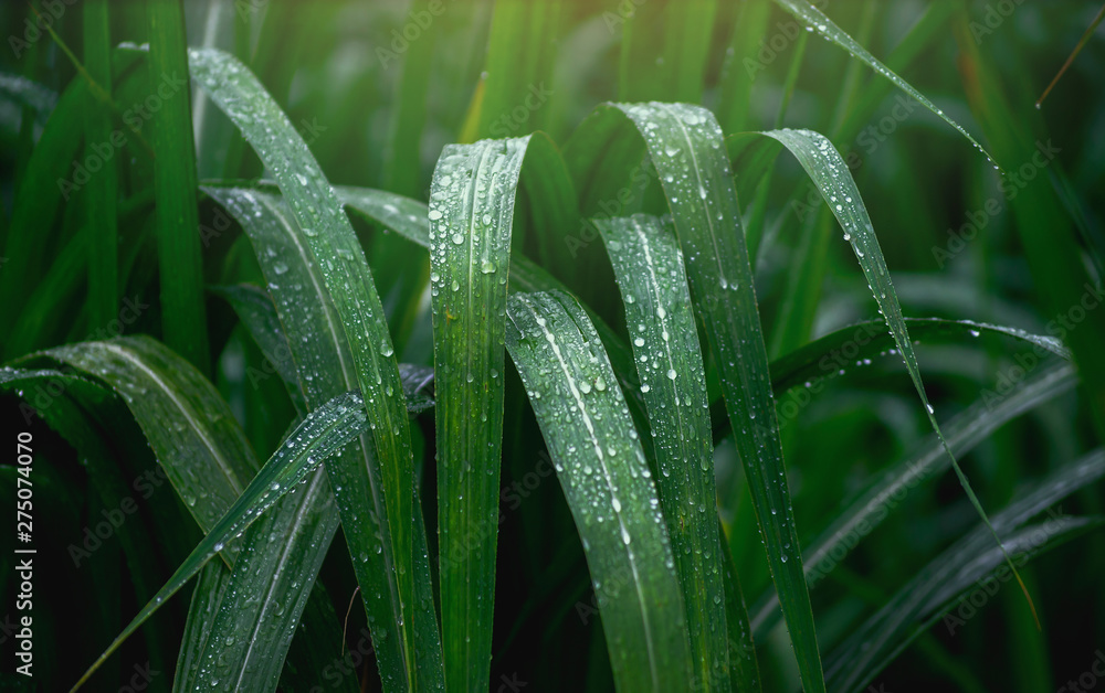 Water drops on fresh green leaf. Close Up Green cane leaf after raining Water drops on fresh green leaf. Close Up Green cane leaf after raining